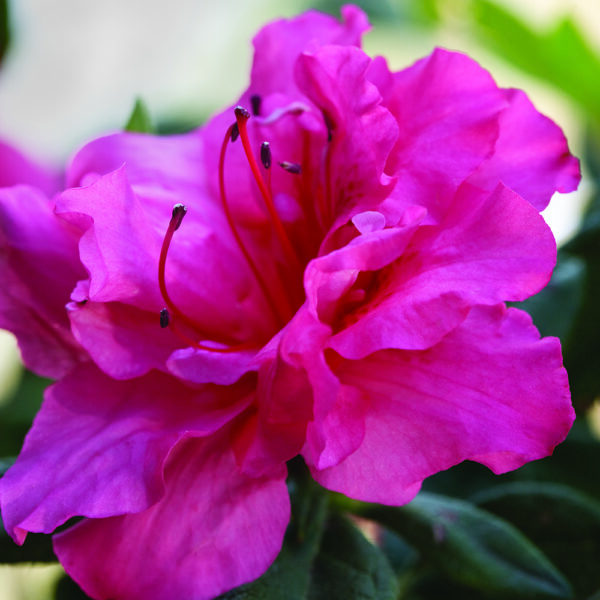 Azalea Autumn Rouge®