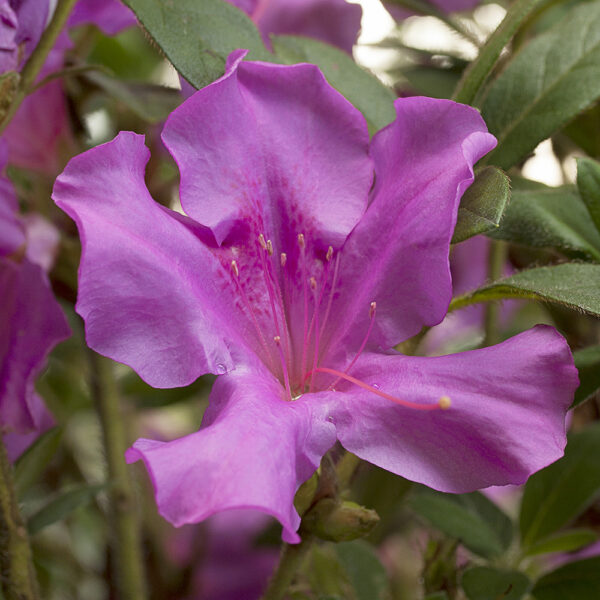 Azalea Autumn Royalty™