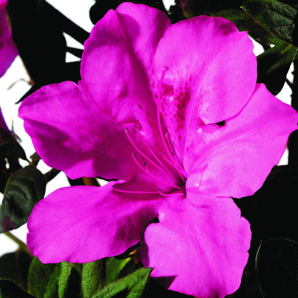 Azalea Autumn Sangria®
