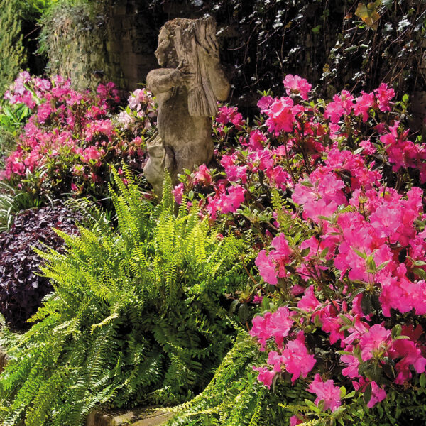 Azalea Autumn Sangria® - Image 3