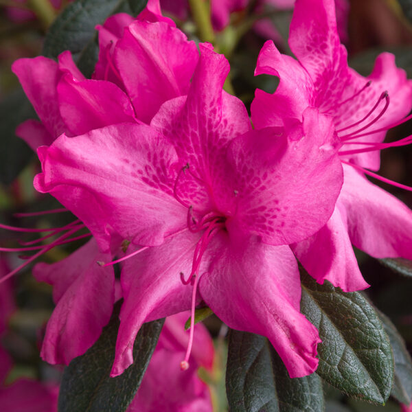 Azalea Autumn Sundance®