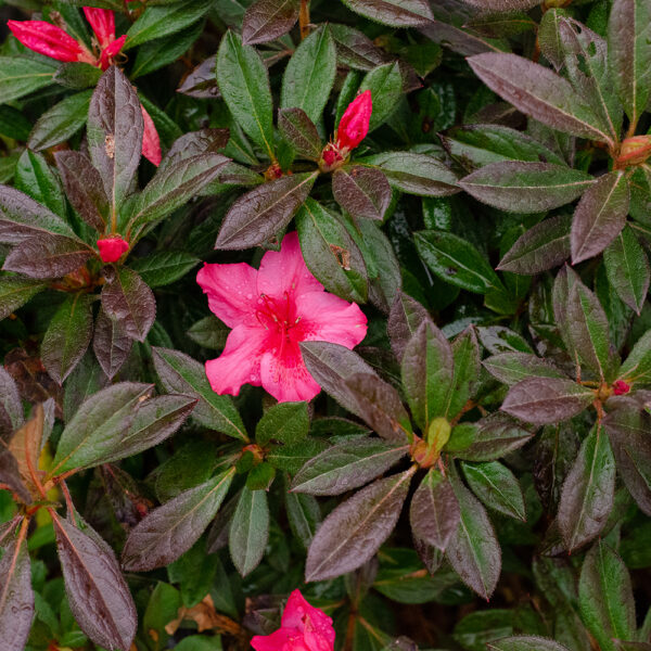 Azalea Autumn Sundance® - Image 3