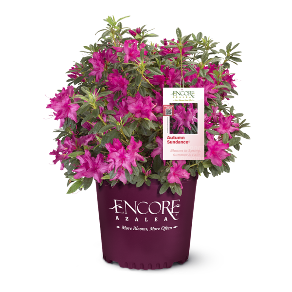 Azalea Autumn Sundance®