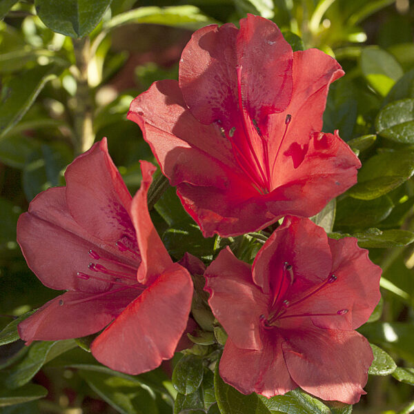 Azalea Autumn Sunset™