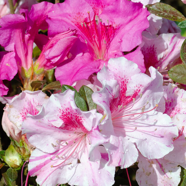 Azalea Autumn Twist™