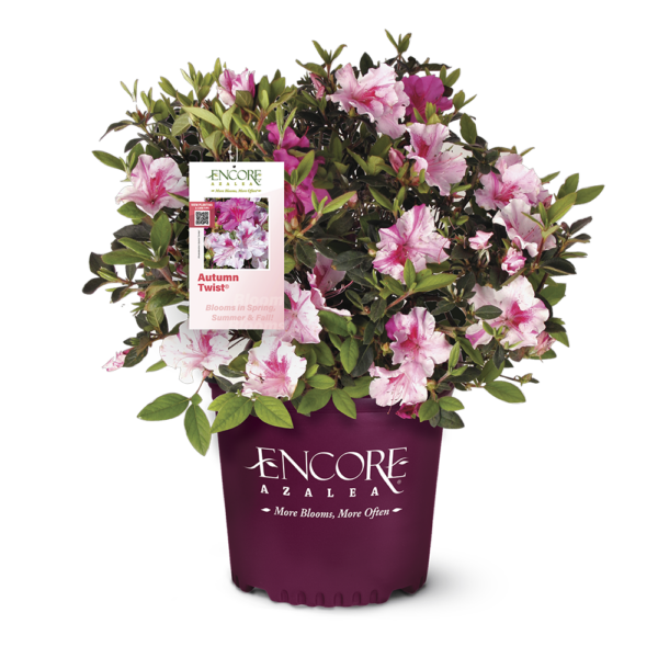 Azalea Autumn Twist™