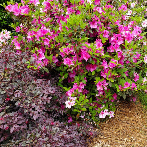 Azalea Autumn Twist™ - Image 3