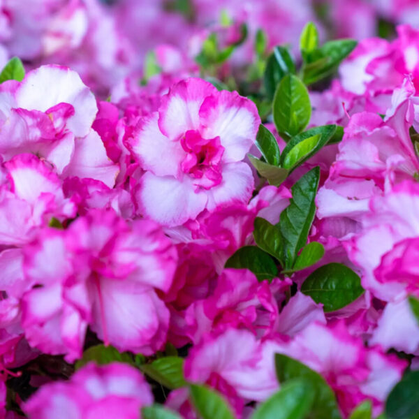 Azalea Encore® Autumn Kiss™
