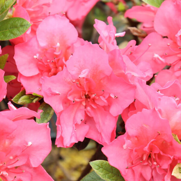 Azalea Perfecto Mundo Epic Coral®