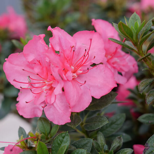 Azalea Perfecto Mundo Epic Coral®