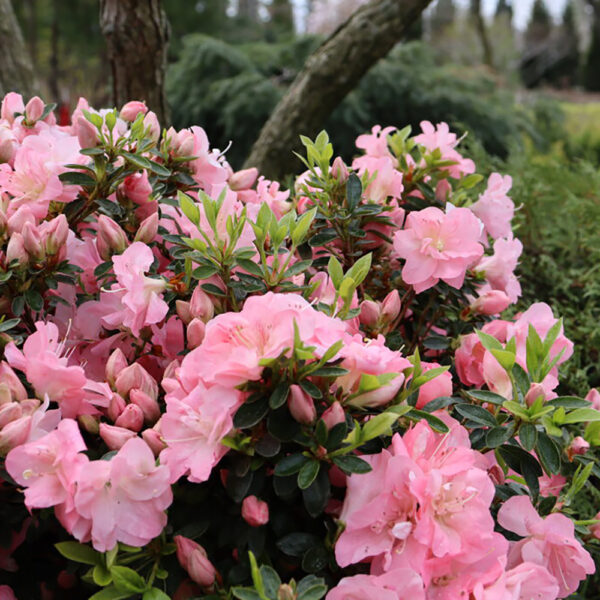Azalea Perfecto Mundo Pink Carpet®