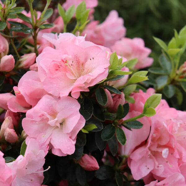 Azalea Perfecto Mundo Pink Carpet®