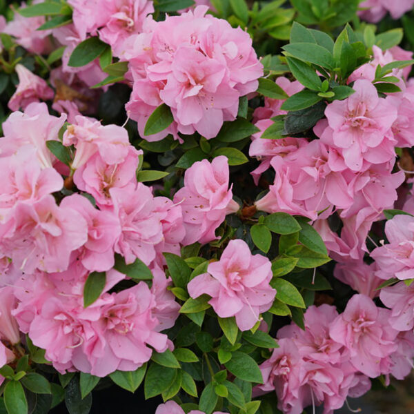 Azalea Perfecto Mundo® Double Pink