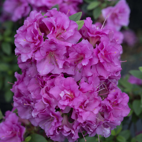 Azalea Perfecto Mundo® Double Purple