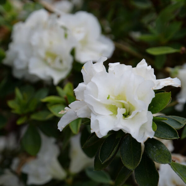 Azalea Perfecto Mundo® Double White