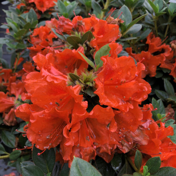 Azalea Perfecto Mundo® Orange