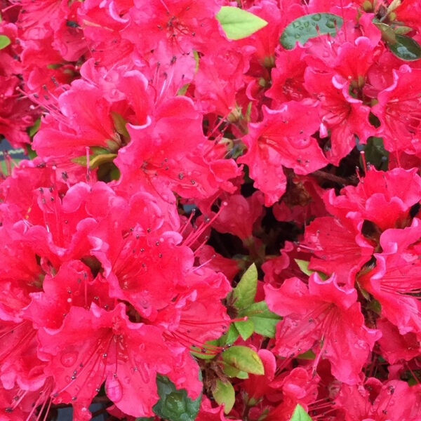 Azalea Perfecto Mundo® Red