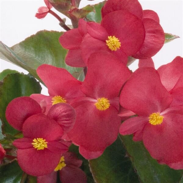 Begonia Big™ Red with Green Leaf