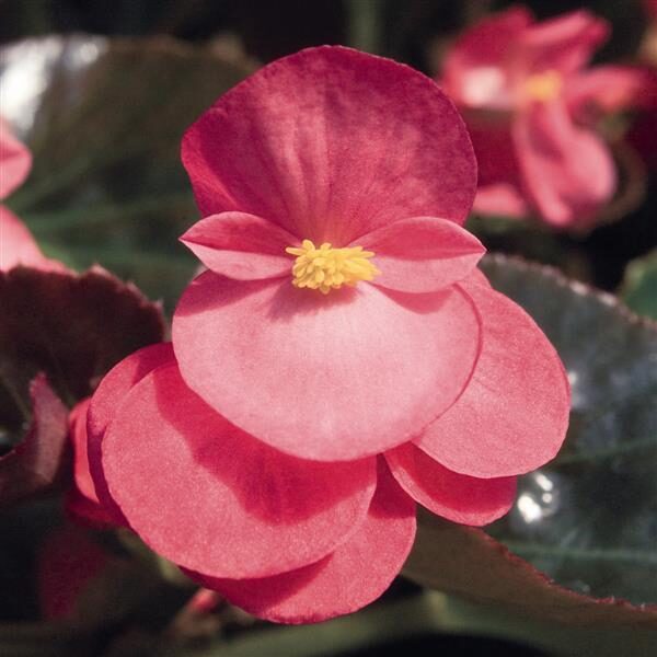 Begonia Big™ Rose with Bronze Leaf