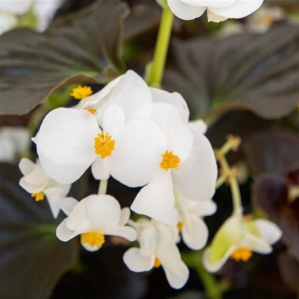 Begonia Big™ White with Bronze Leaf