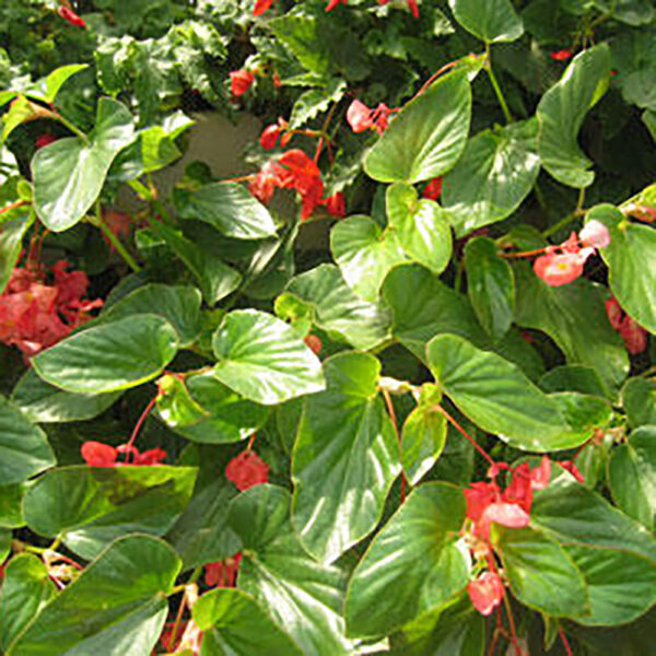 Begonia Dragon Wing® Red