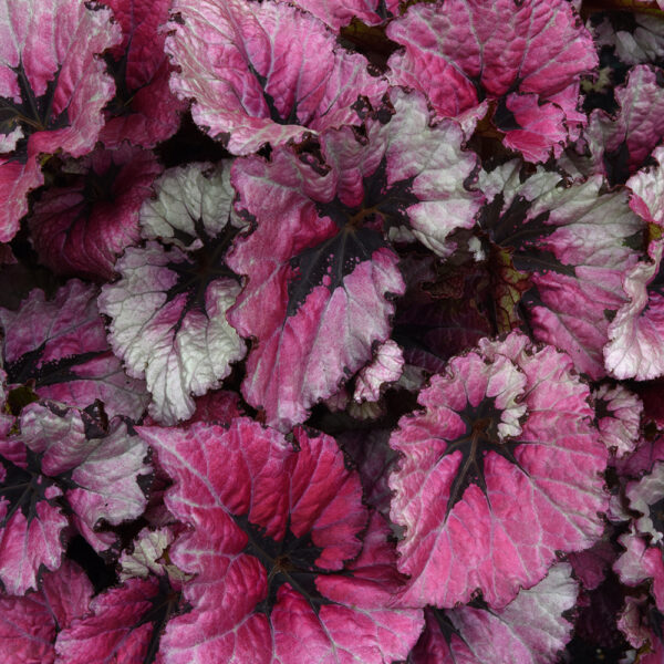 Begonia Jurassic™ Heartbeat