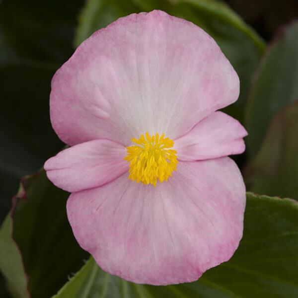 Begonia Tophat™ Pink