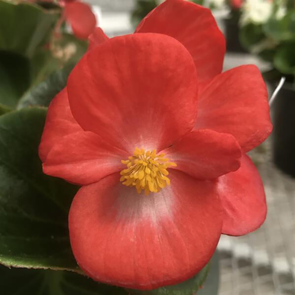 Begonia Tophat™ Scarlet