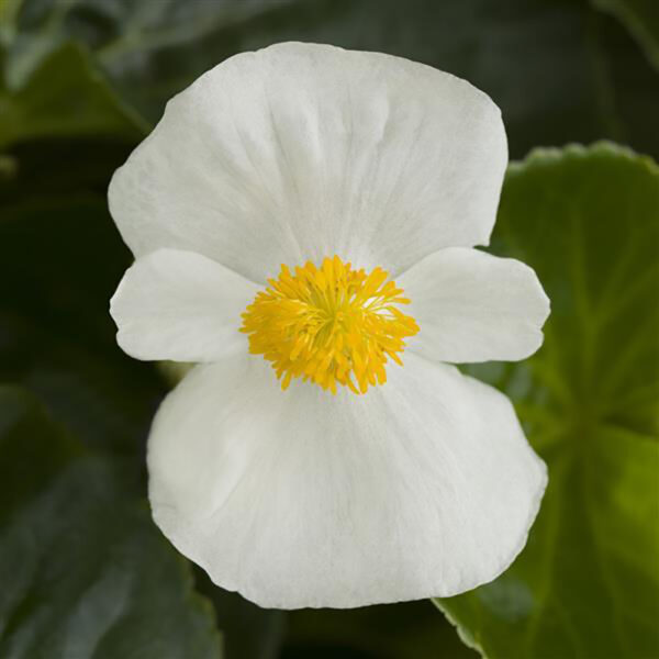 Begonia Tophat™ White