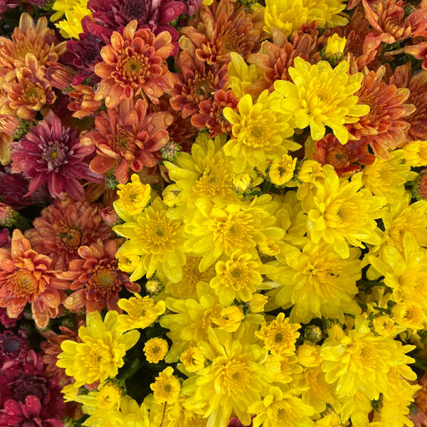 Belgian Mums® Arluno Mix - Image 2