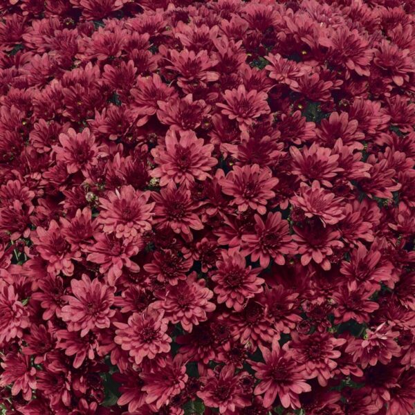 Belgian Mums® 'Arluno Red'
