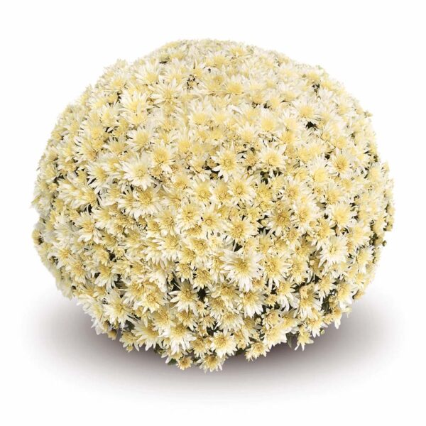 Belgian Mums® 'Arluno Vanilla'
