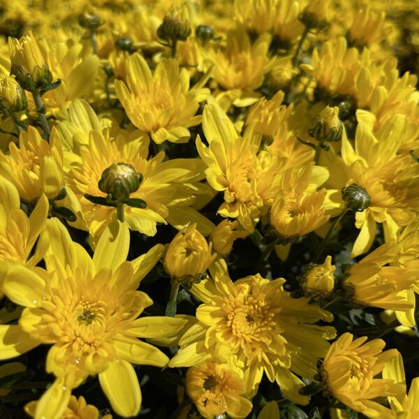 Belgian Mums® 'Arluno Yellow'
