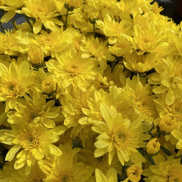 Belgian Mums® 'Arluno Yellow' - Image 3