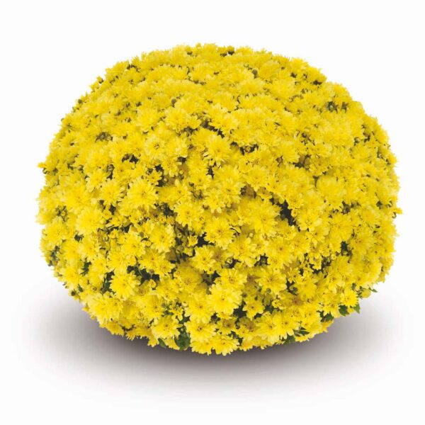 Belgian Mums® 'Arluno Yellow'