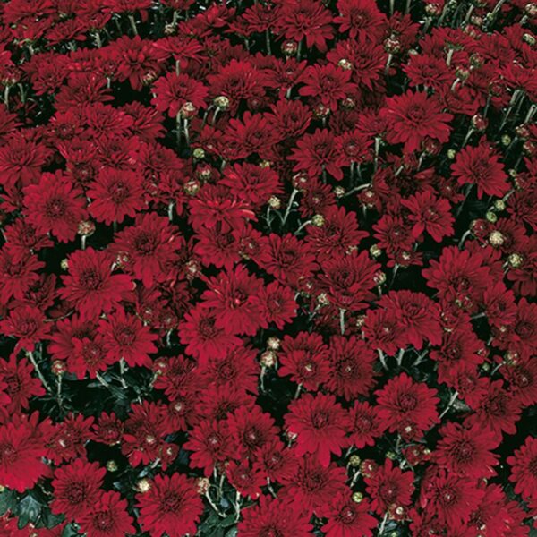 Belgian Mums® 'Camina'