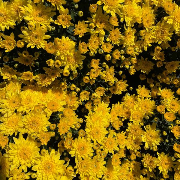 Belgian Mums® 'Cesaro'