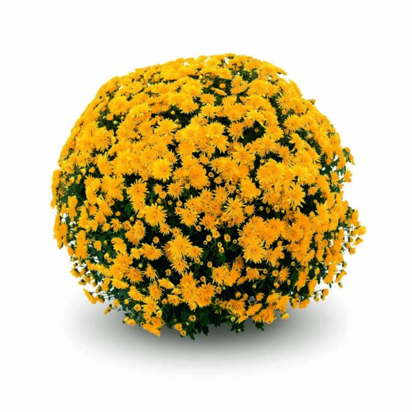 Belgian Mums® 'Cesaro'