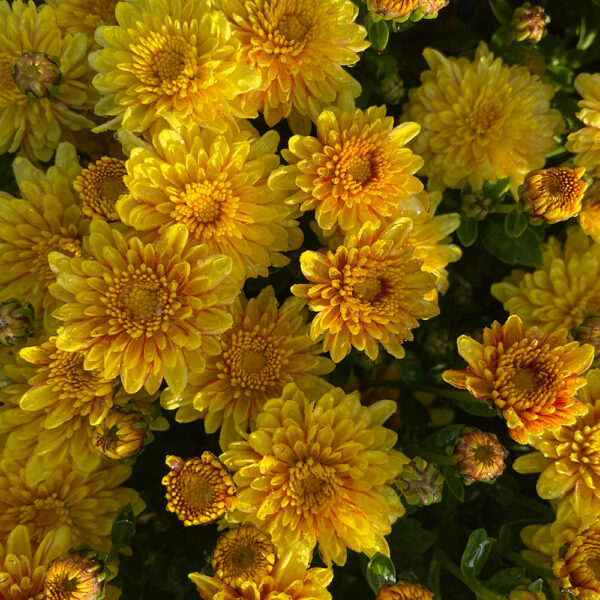 Belgian Mums® 'Conaco Gold'