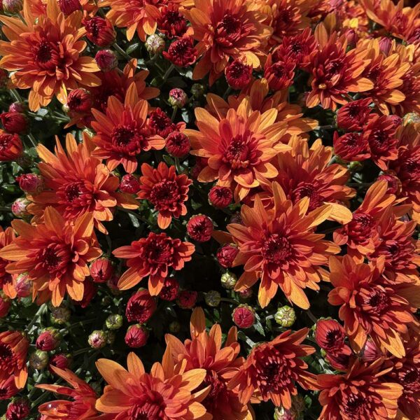 Belgian Mums® 'Conaco Orange'