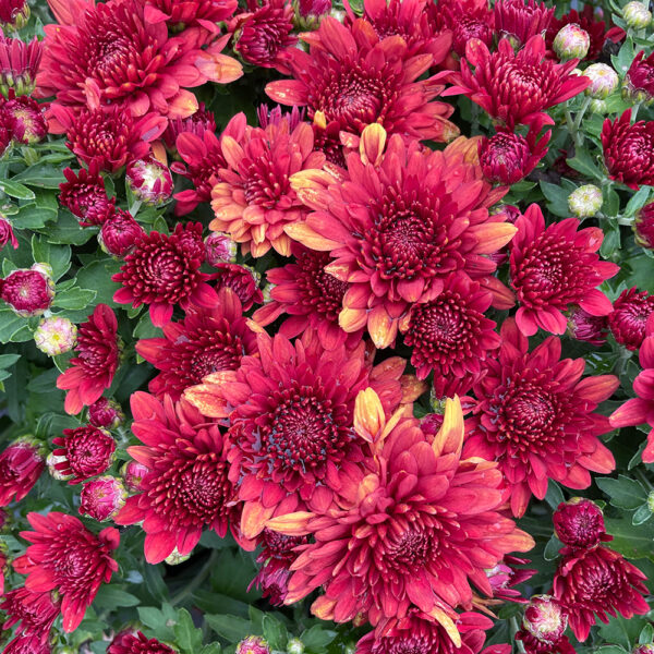 Belgian Mums® 'Lava Red' - Image 3