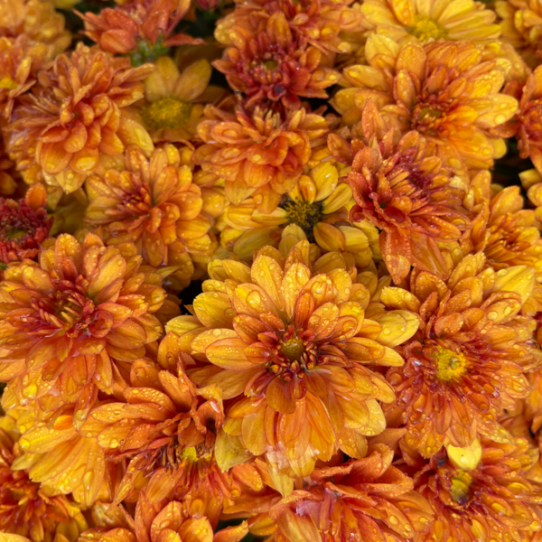 Belgian Mums® 'Mika Orange' - Image 3