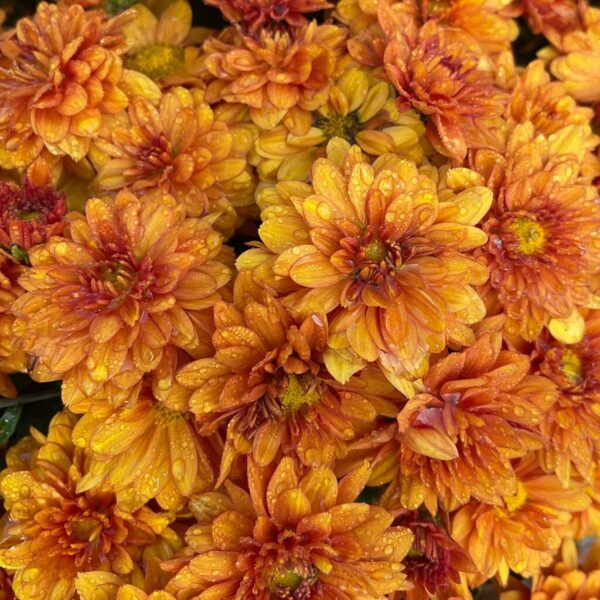 Belgian Mums® 'Mika Orange' - Image 2