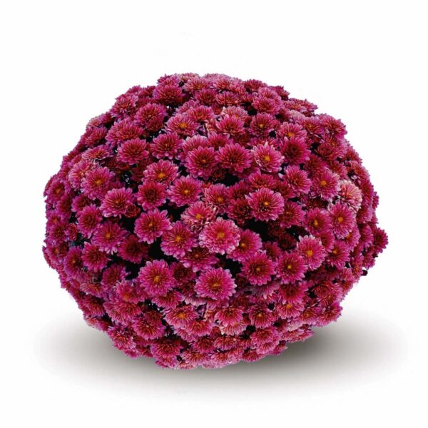 Belgian Mums® 'Padre Cerise'