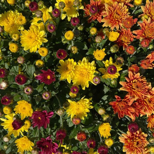 Belgian Mums® Padre Mix - Image 2