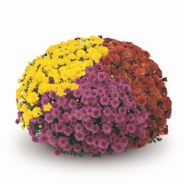 Belgian Mums® Padre Mix