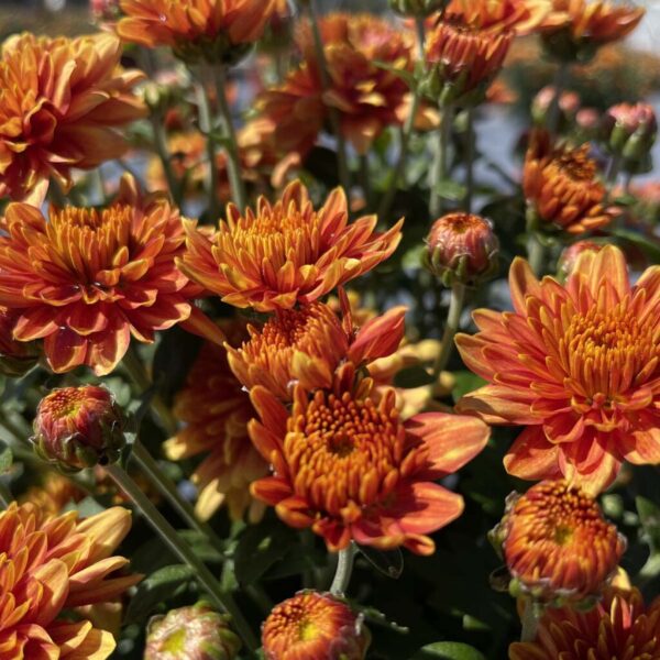 Belgian Mums® 'Padre Orange'