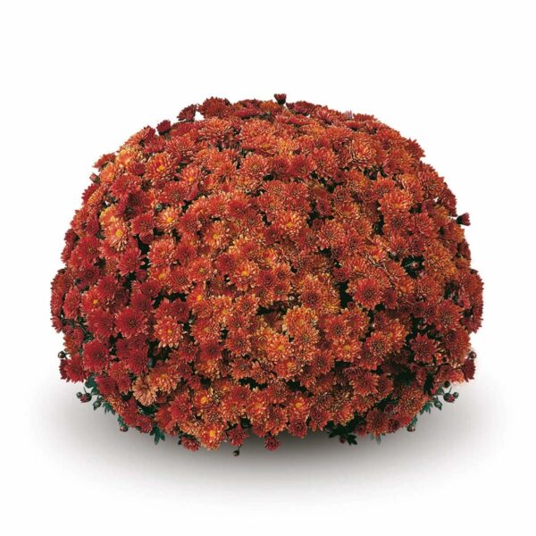 Belgian Mums® 'Padre Orange'