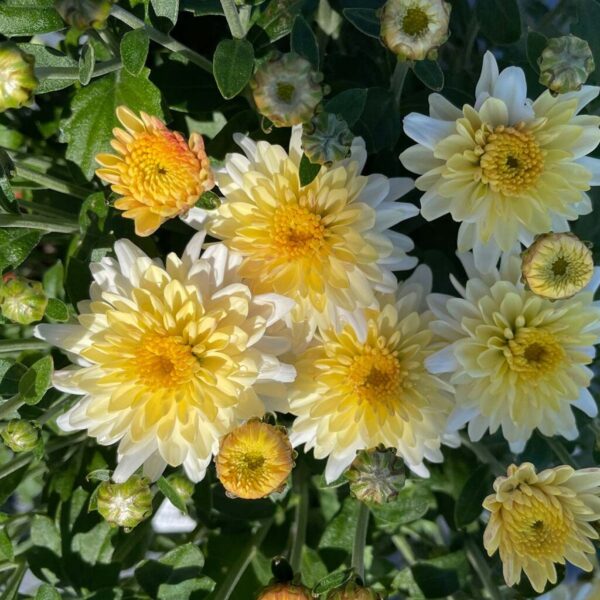 Belgian Mums® 'Padre White' - Image 2