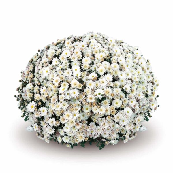 Belgian Mums® 'Padre White'